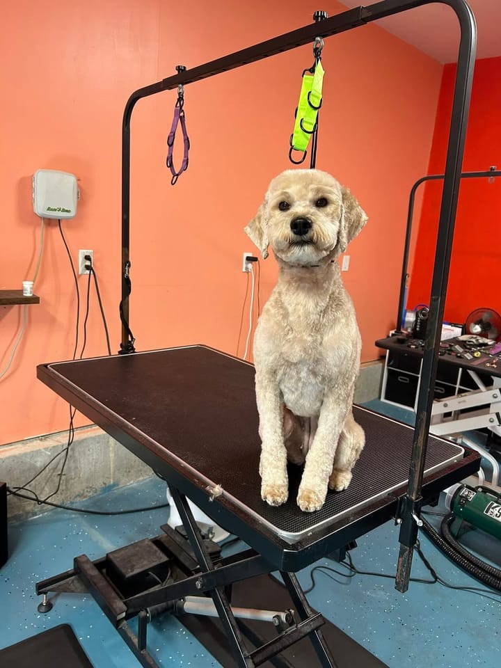 Cream doodle after grooming, with a short, even trim and rounded face