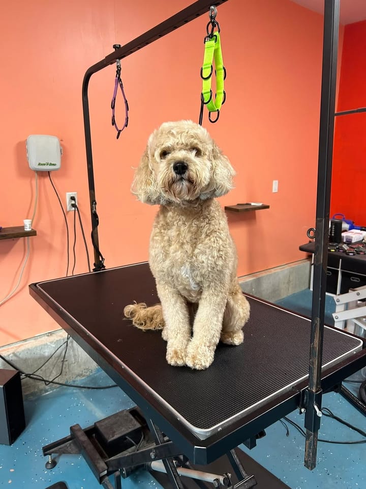 Cream doodle before grooming, with a long, curly coat