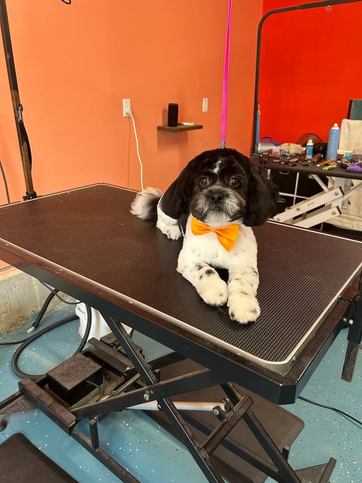 Black and white Shih Tzu after grooming, with a short, tidy trim and an orange bow tie