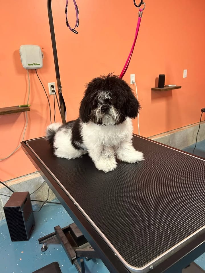 Black and white Shih Tzu before grooming, with a long, shaggy coat covering its face
