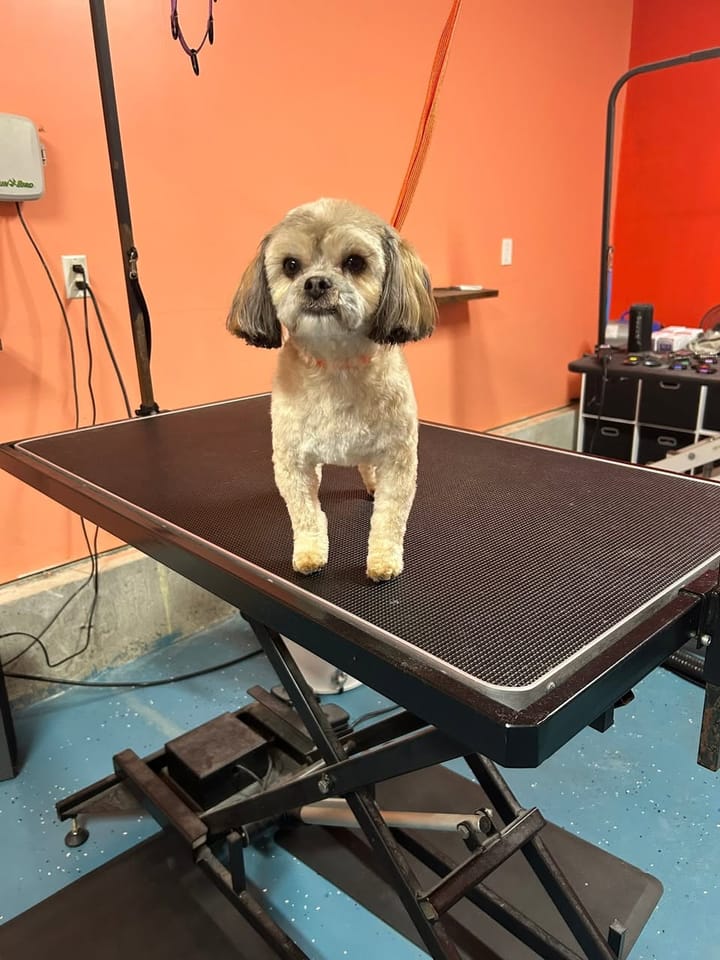Tan Shih Tzu after grooming, with a short body trim and neatly shaped ears