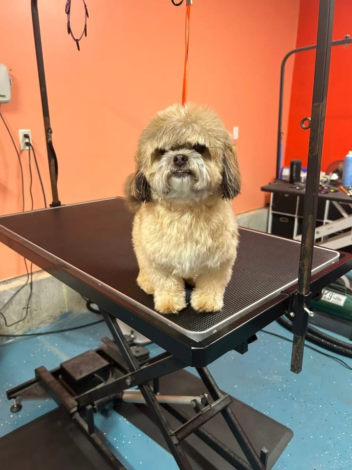 Tan Shih Tzu before grooming, with a fluffy, overgrown coat