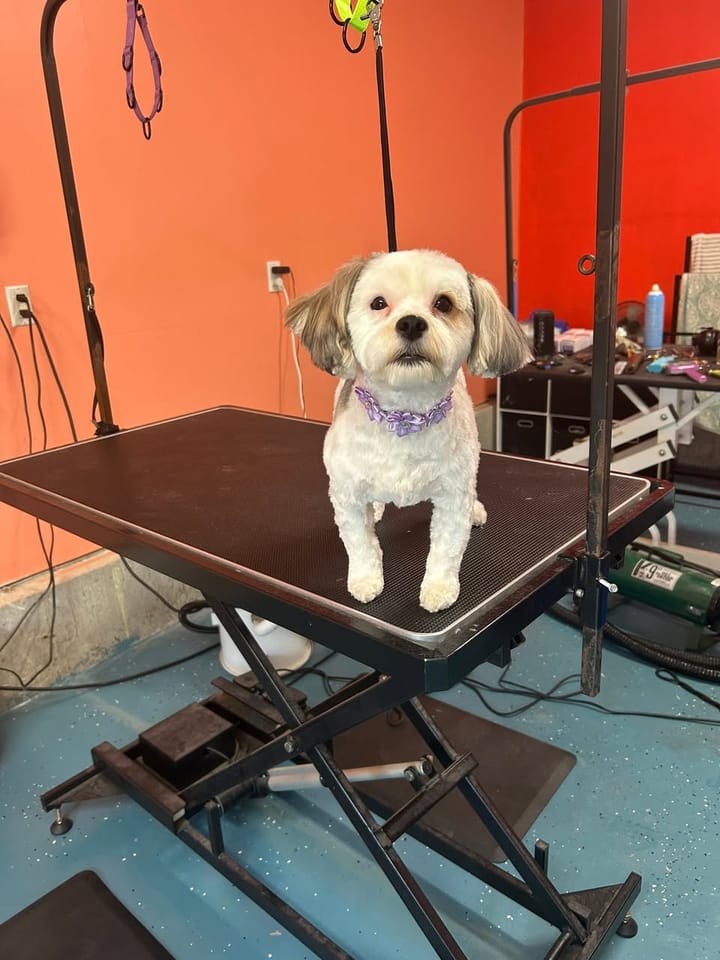 White Shih Tzu after grooming, with a clean short cut and a purple collar