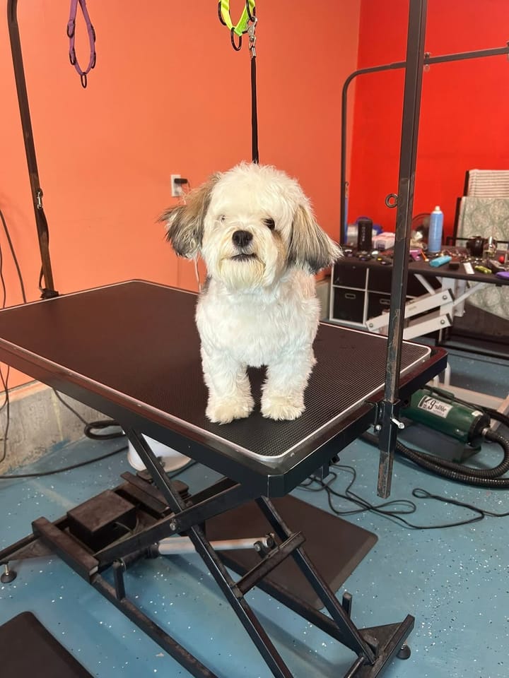 White Shih Tzu before grooming, with long, untrimmed hair on its face and body