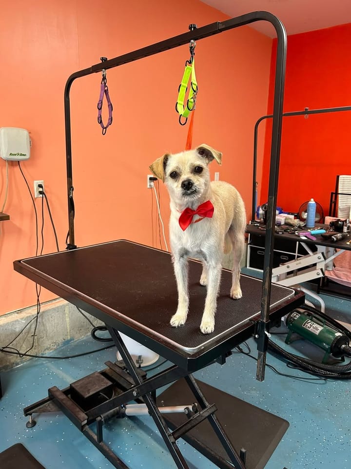 Terrier mix after grooming, with a neat short coat and a red bow tie