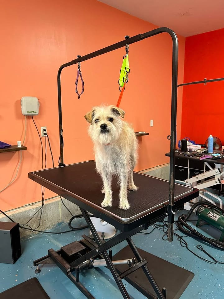Wiry terrier mix before grooming, with a scruffy, overgrown coat