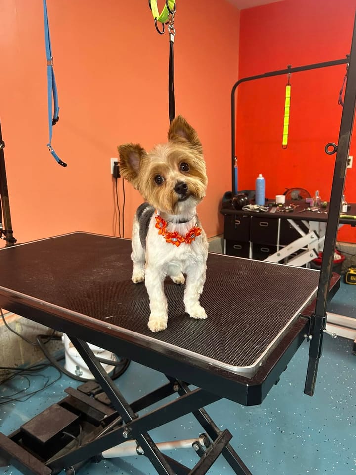 Freshly groomed Yorkie on the grooming table in the EZ Breezy workshop